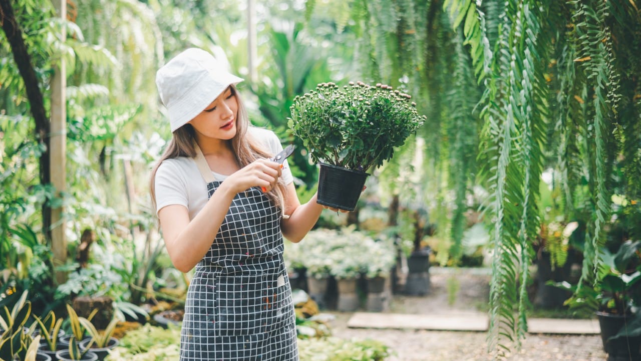Woman taking care of plant in plastic pot
